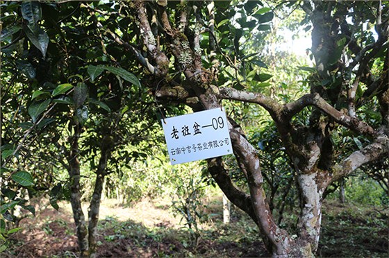 中吉號(hào)茶園基地（一）