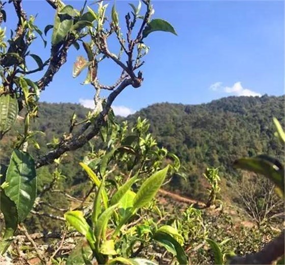 中吉號茶山行