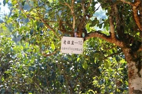 中吉號茶山行