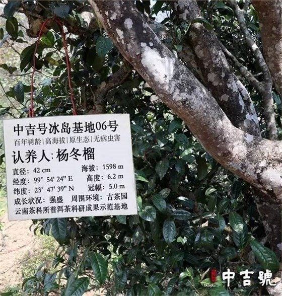 茶界新寵單株