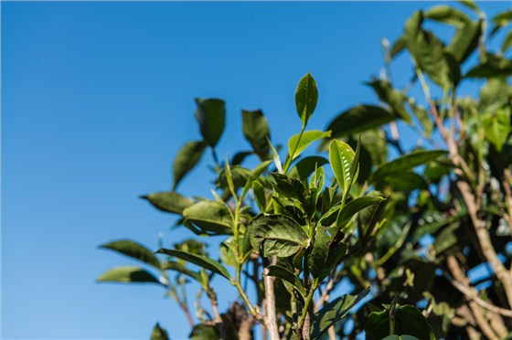 中吉號麻黑莊園