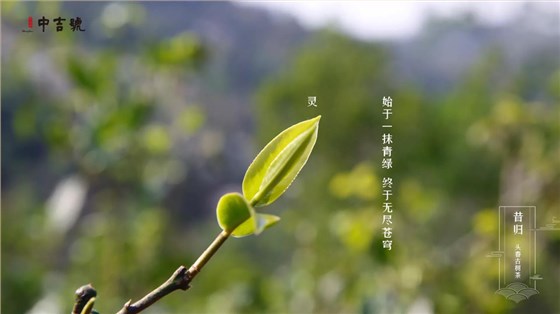 中吉號昔歸茶園