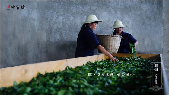 中吉號昔歸茶園