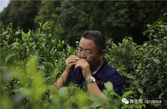 中吉號(hào)普洱茶