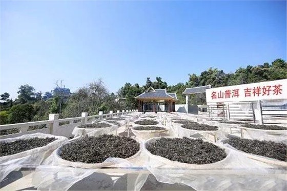 中吉號(hào)普洱茶