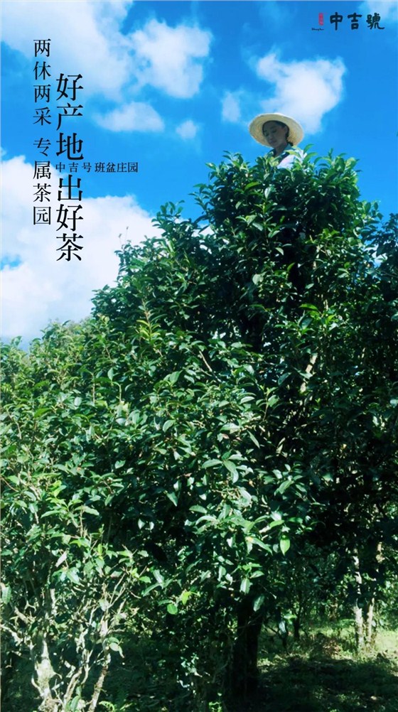 班盆普洱茶價格