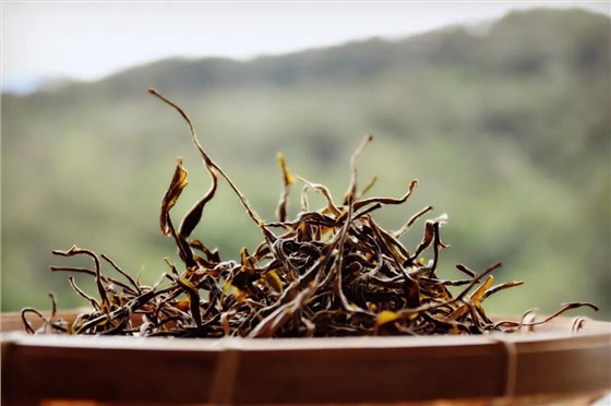 中吉號普洱茶品鑒會