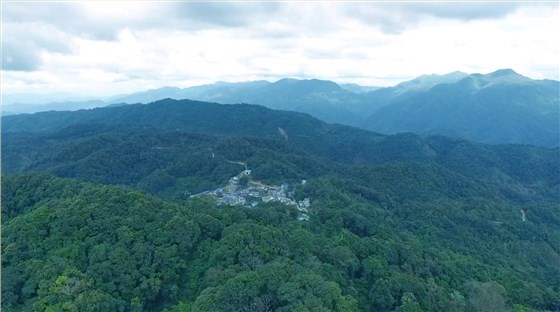 中吉號麻黑茶