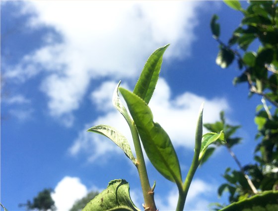 云南普洱茶采摘