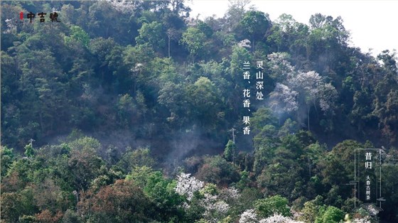 中吉號(hào)茶堂總結(jié)一下，"雨前"及"谷花"兩個(gè)時(shí)期所產(chǎn)的品質(zhì)最好