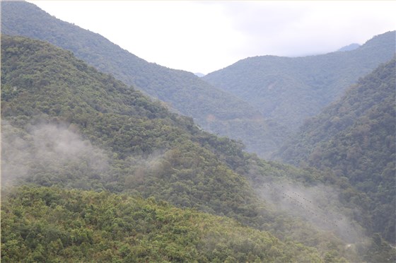 普洱古樹茶