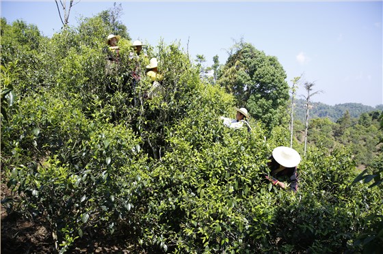 普洱茶品牌加盟