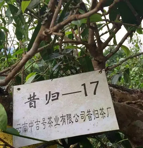 中吉號