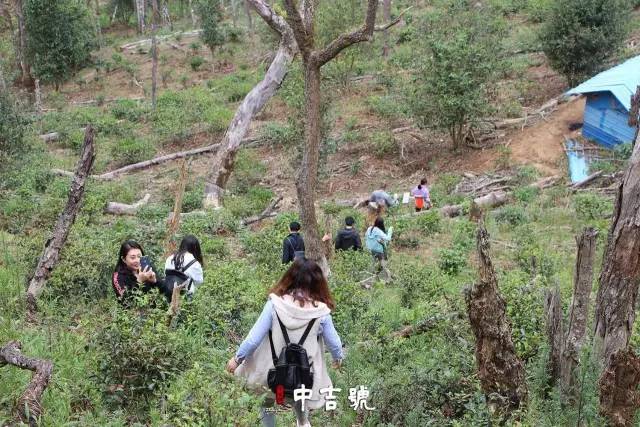 中吉號(hào)云南茶山行