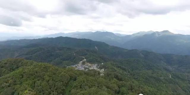 麻黑古樹(shù)茶