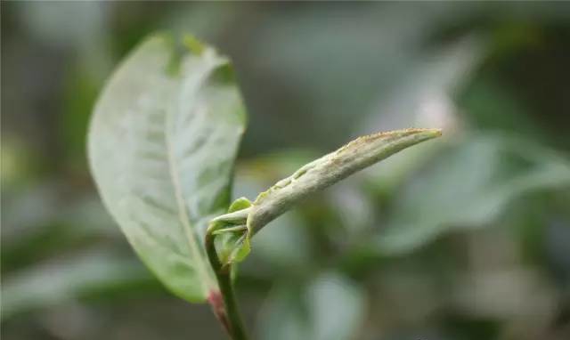 麻黑古樹(shù)茶