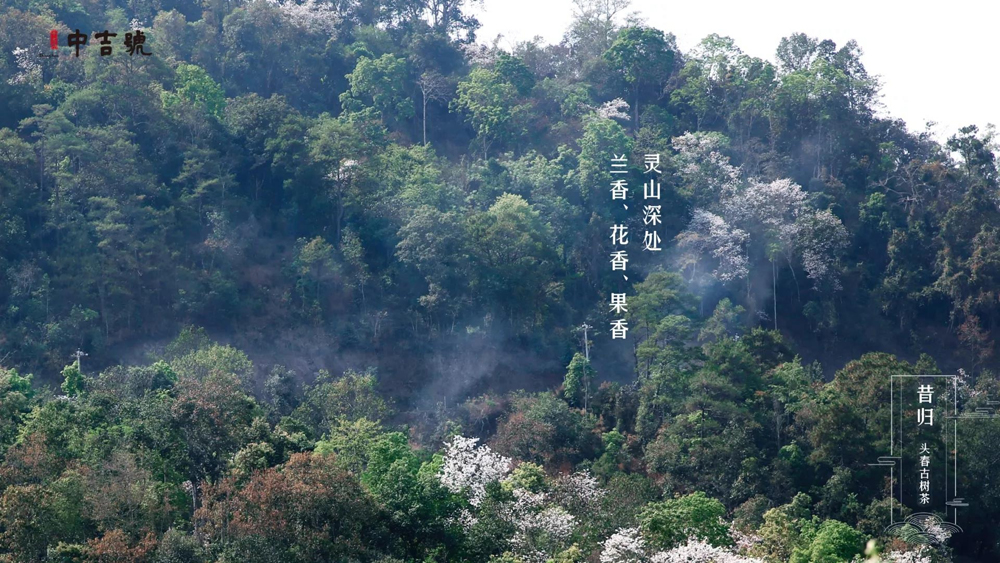 中吉號(hào)昔歸茶園