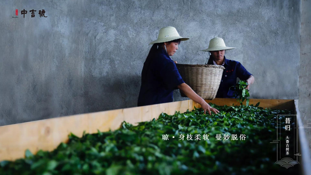 中吉號(hào)昔歸茶園