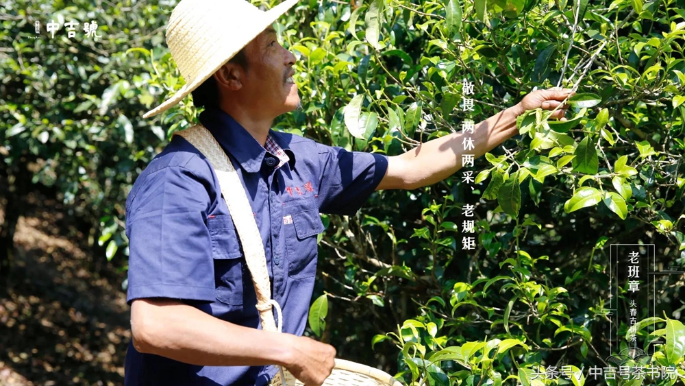 中吉號(hào)老班章