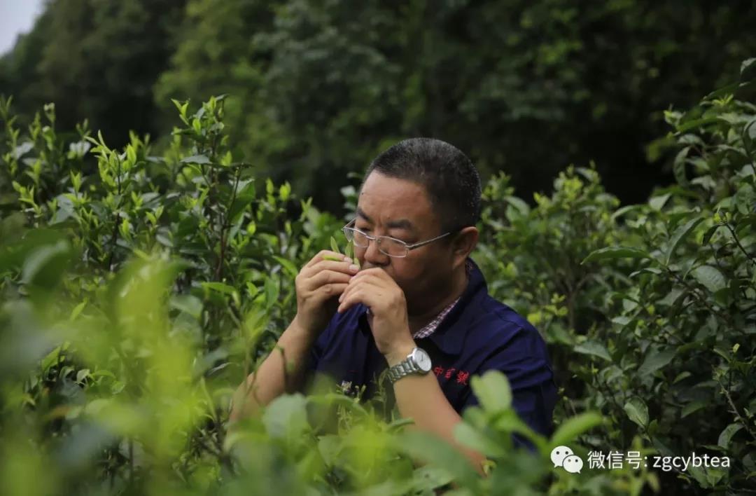 中吉號(hào)普洱茶