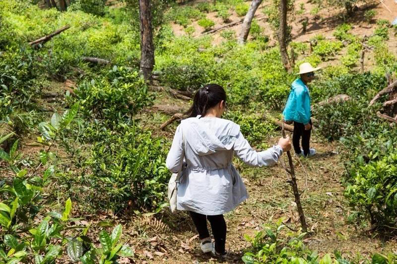 中吉號麻黑普洱茶