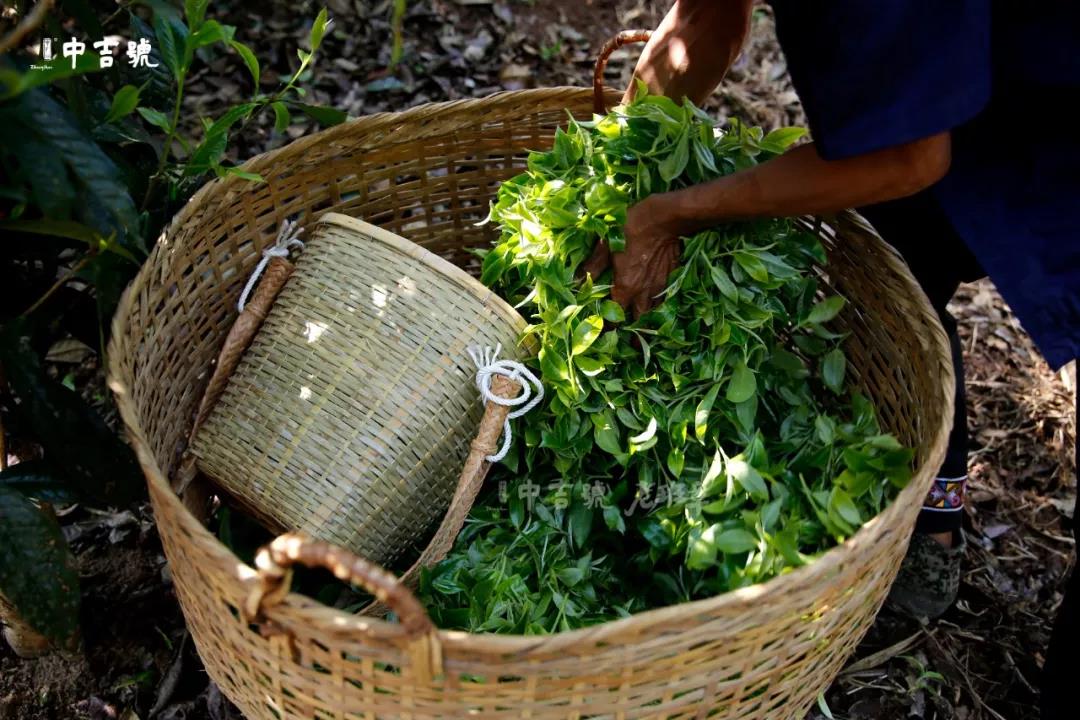 中吉號(hào)老班章普洱茶