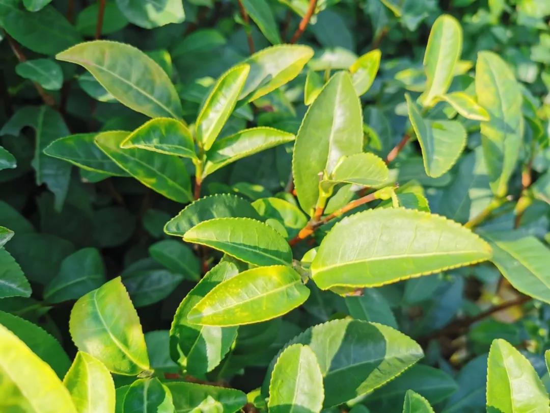 中吉號(hào)普洱茶會(huì)