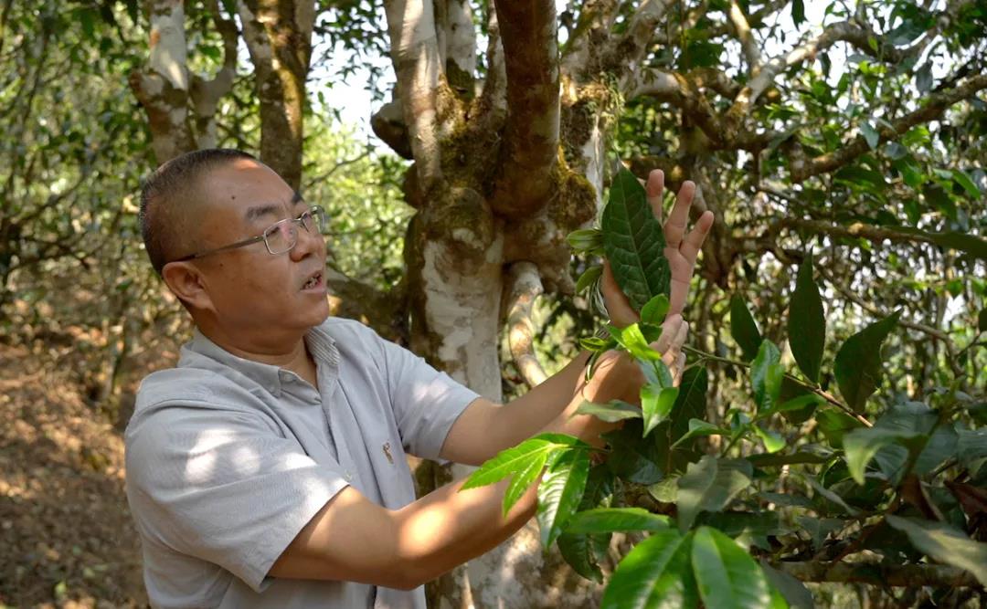 中吉號老班章普洱茶