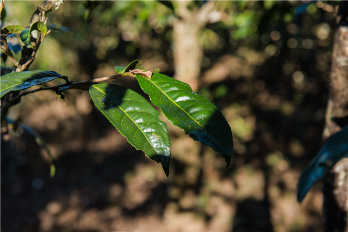 最基本的鑒別方法，就是要先了解古樹(shù)茶的特點(diǎn)。