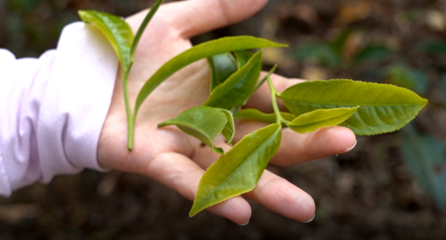 中吉號(hào)茶業(yè)