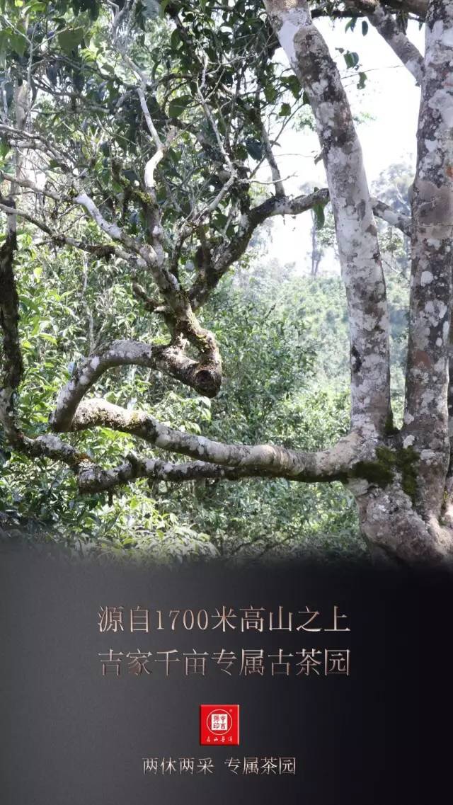 中吉號莊園班盆