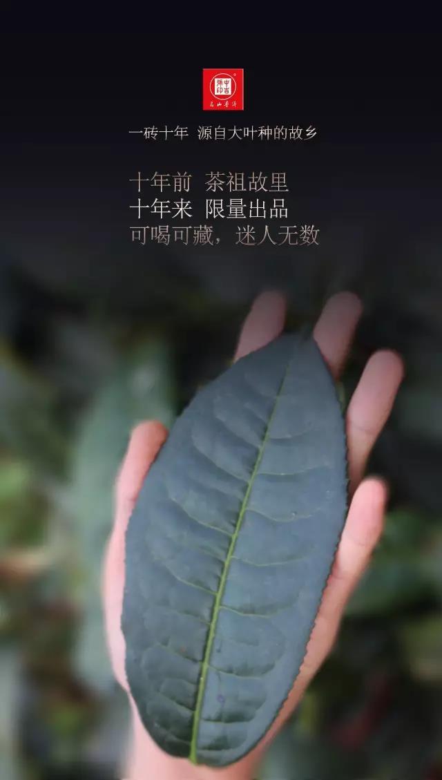 中吉號(hào)古樹(shù)茶